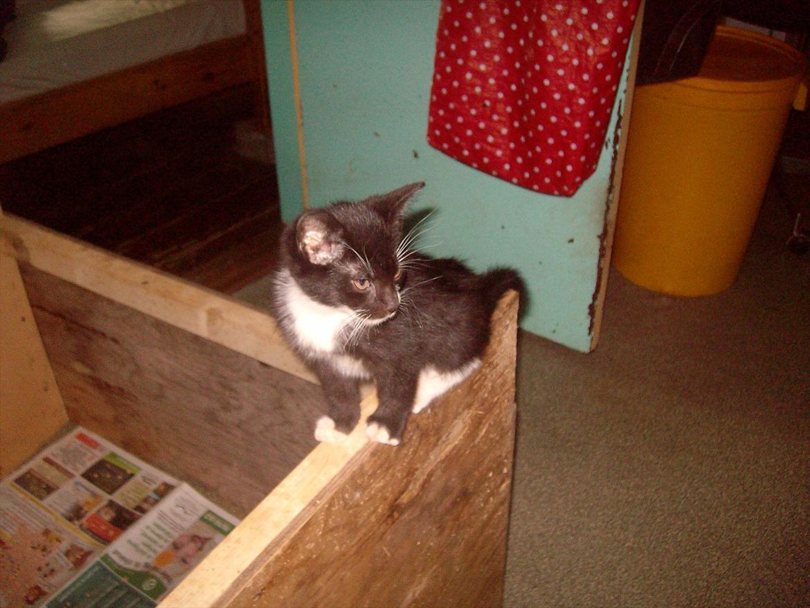 Huskat Simba billede 11