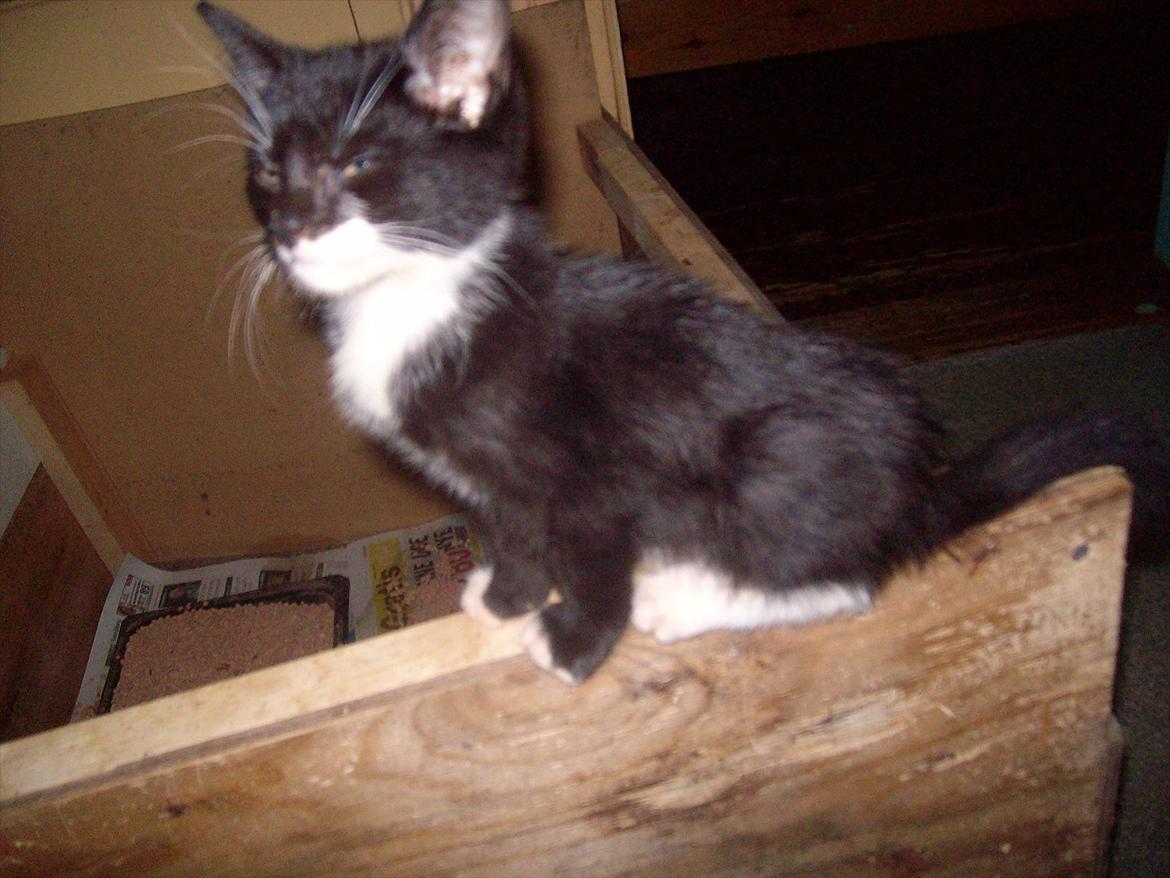 Huskat Simba - Søde Simba på/ kanten af deres kravlegård  billede 12