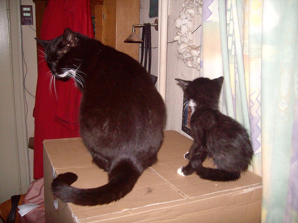 Huskat Simba - Simba og Fie billede 14