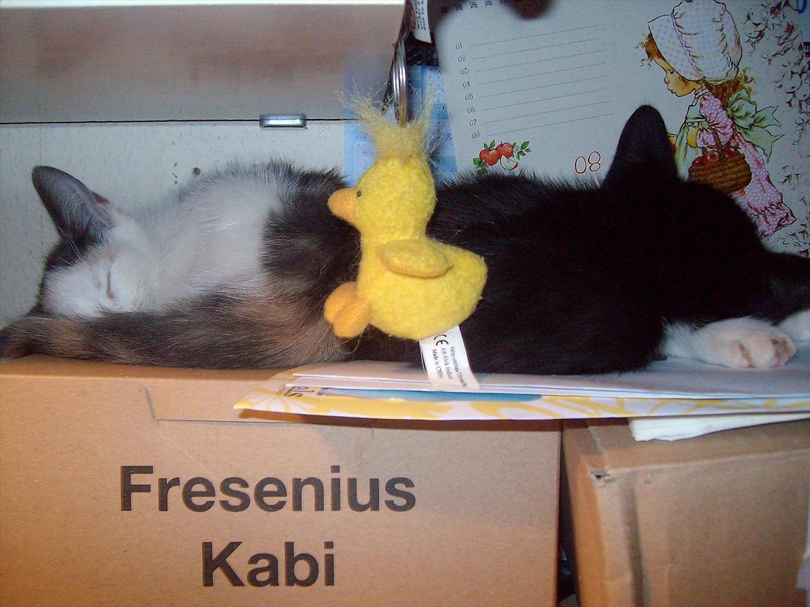 Huskat Simba - Simba og Lea her på mors pc bord  billede 15