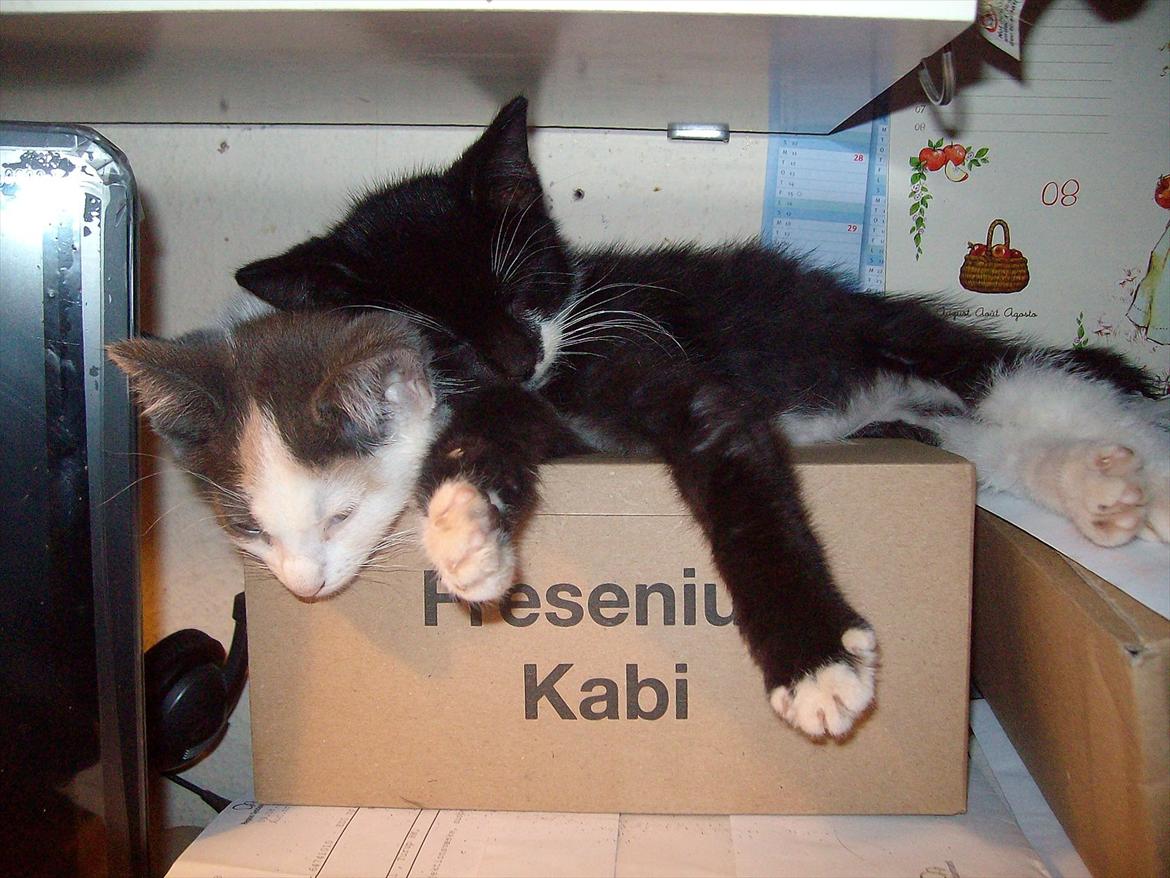 Huskat Simba - Simba og Lea , putter godt  billede 16