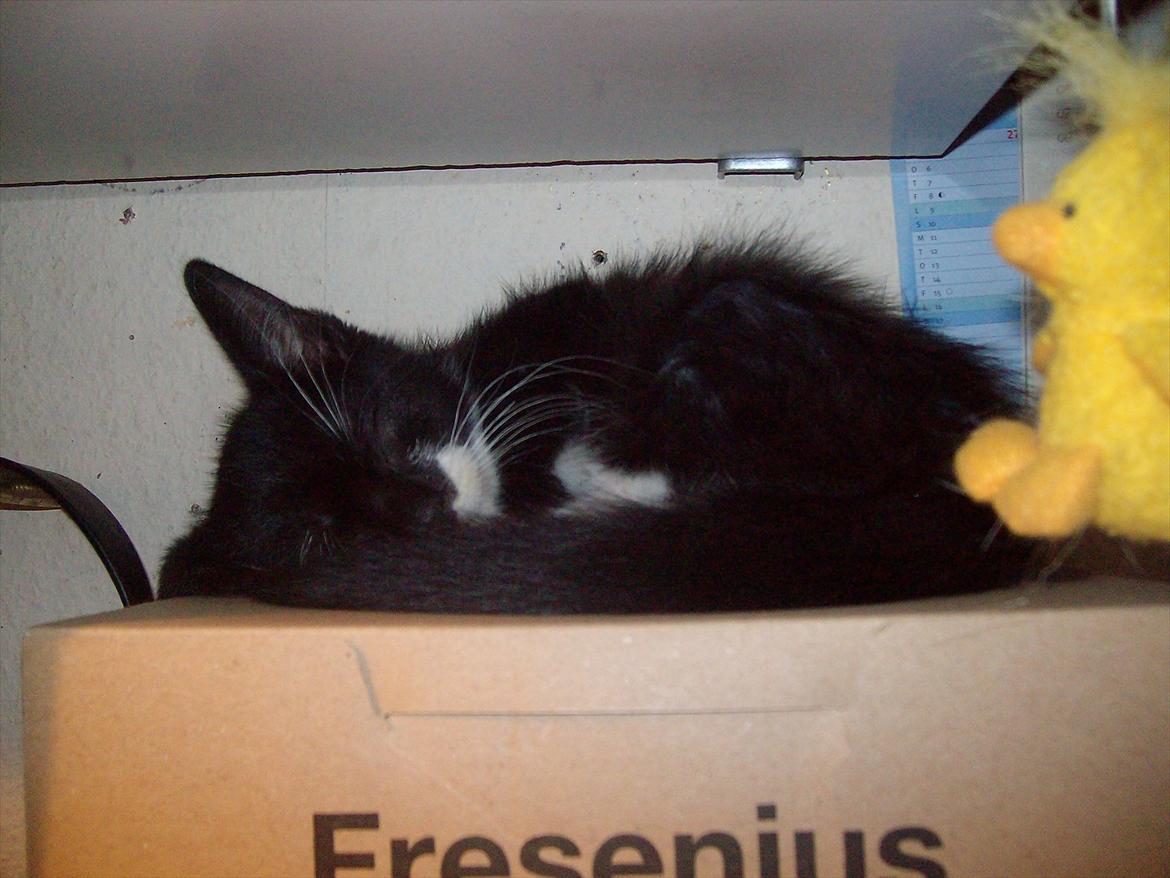 Huskat Simba - Simba putter godt  billede 17