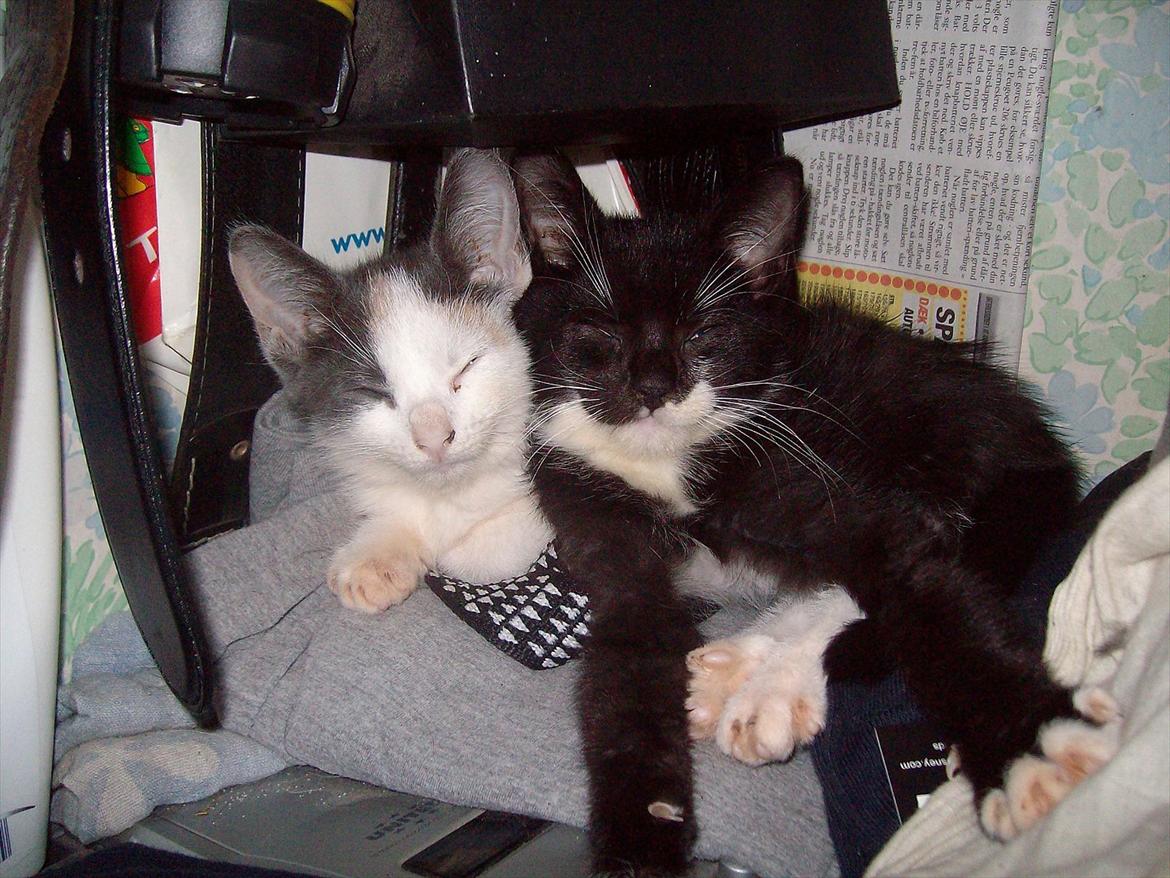 Huskat Simba - Simba og Lea  billede 18