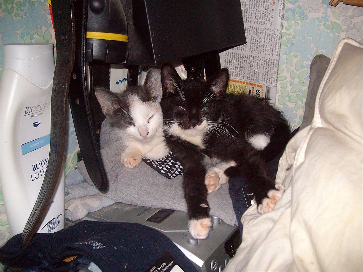 Huskat Simba billede 19