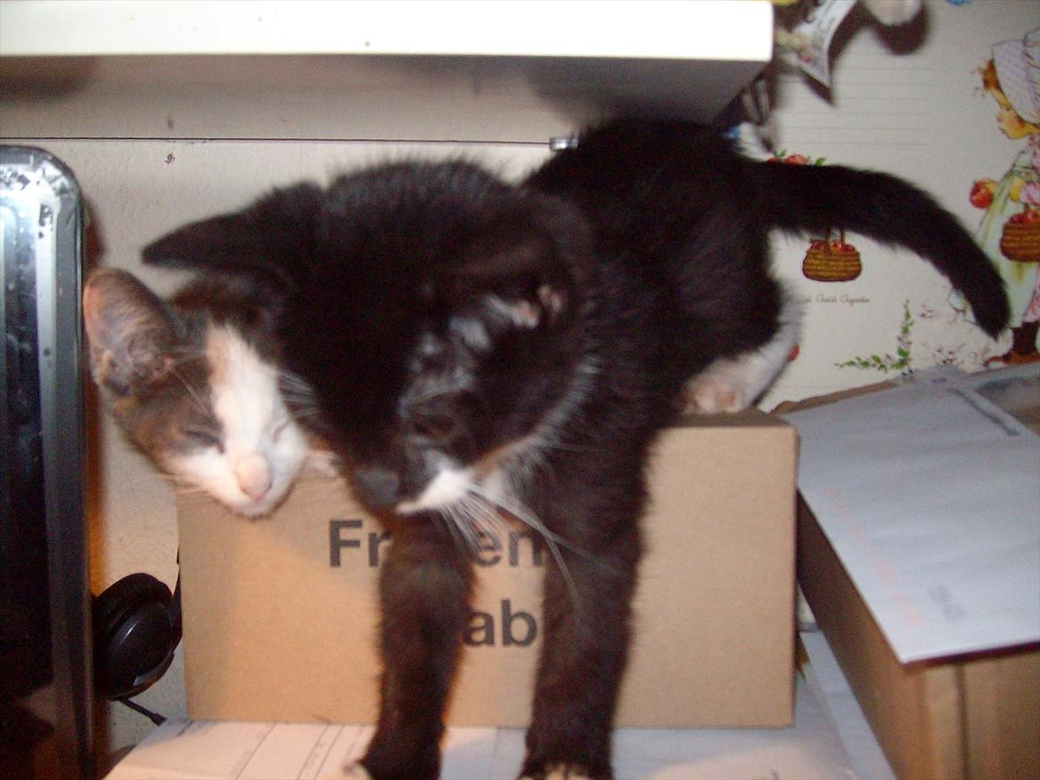 Huskat Simba - Simba syntes han skal op nu billede 20