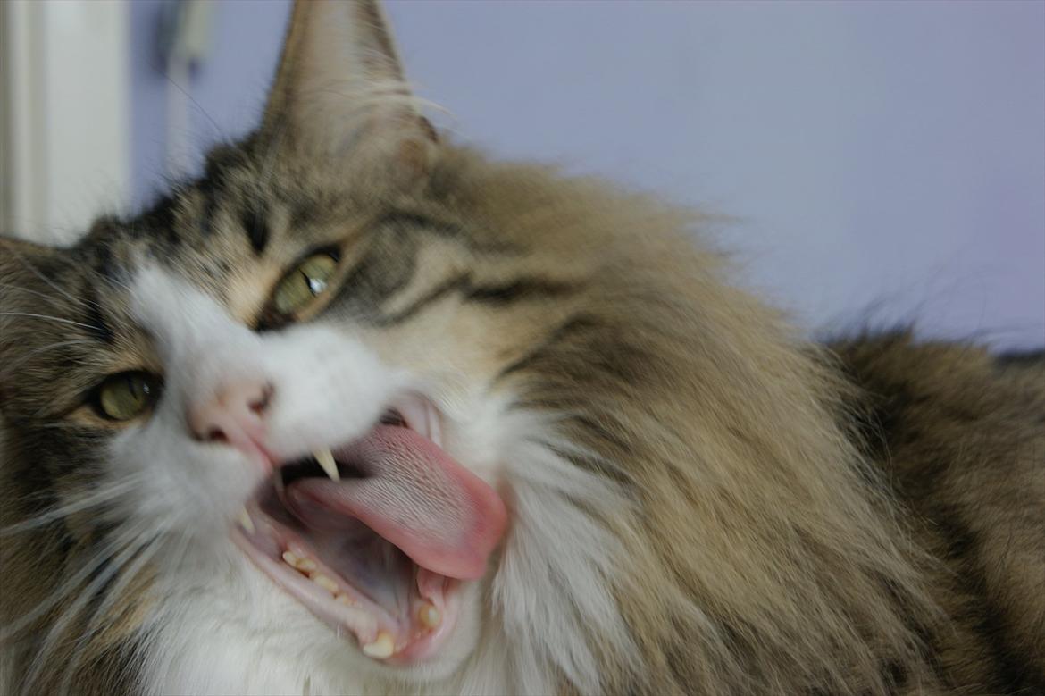 Norsk Skovkat Don Juan billede 8