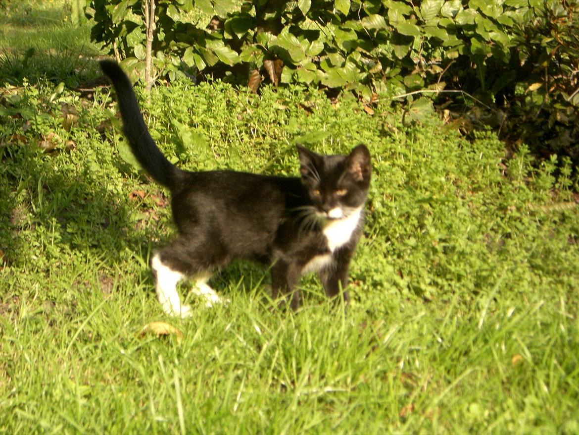 Huskat Fedtmule solgt & savnet! :'( billede 16