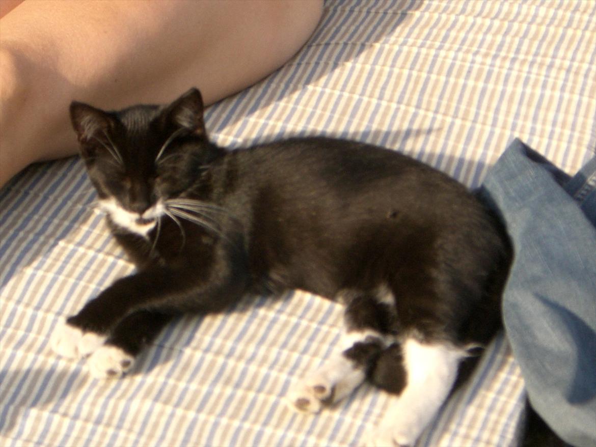 Huskat Fedtmule solgt & savnet! :'( billede 17