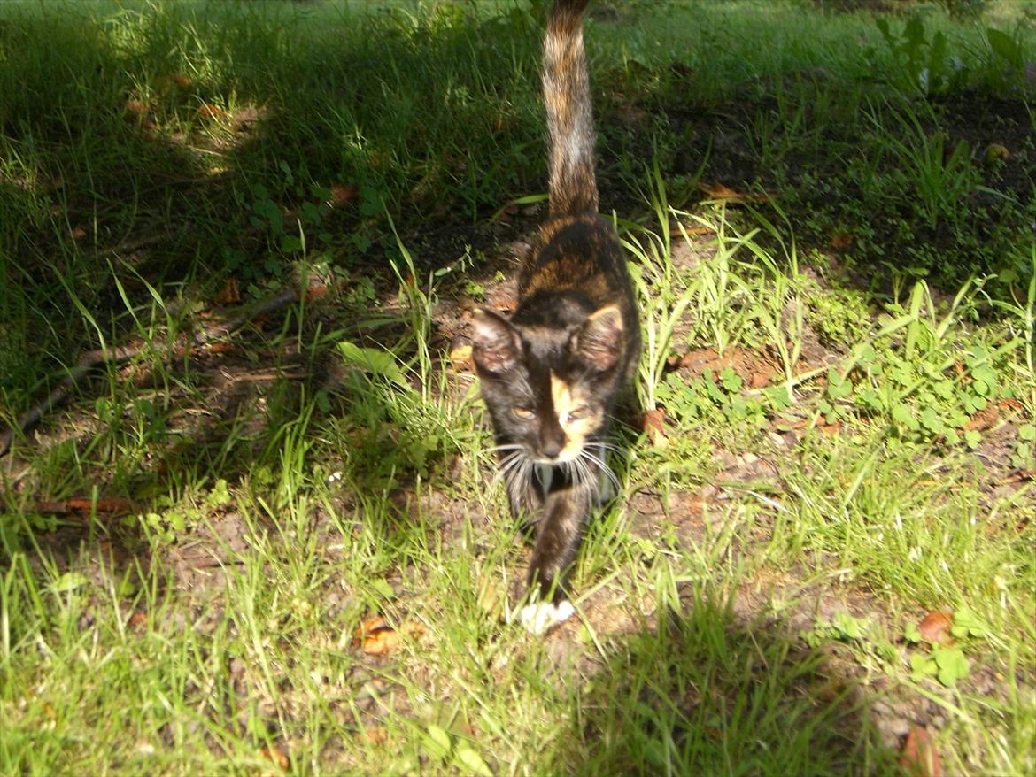 Huskat Diva Solgt og savnet;'( billede 19