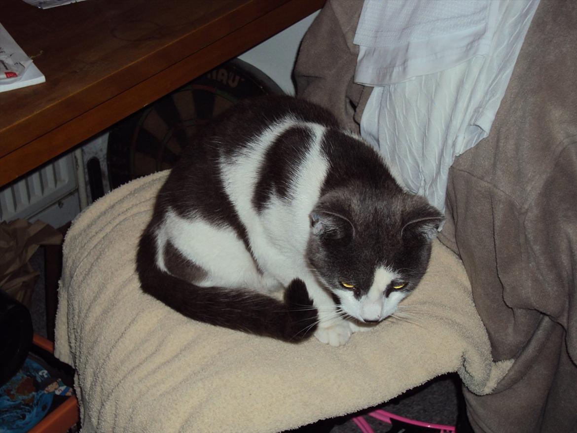 Huskat Batman billede 2