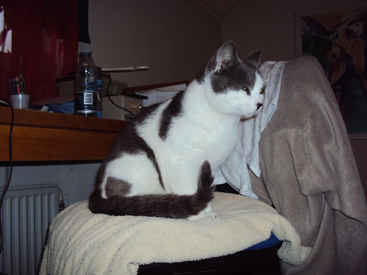 Huskat Batman billede 3