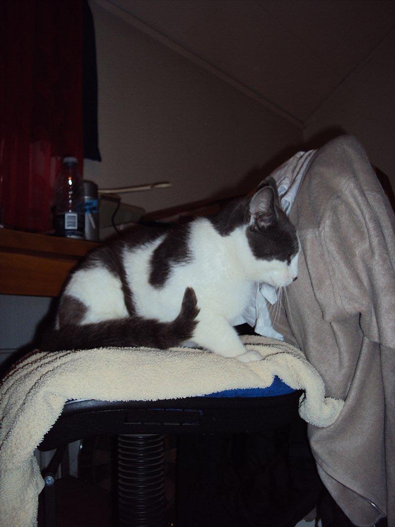 Huskat Batman billede 4