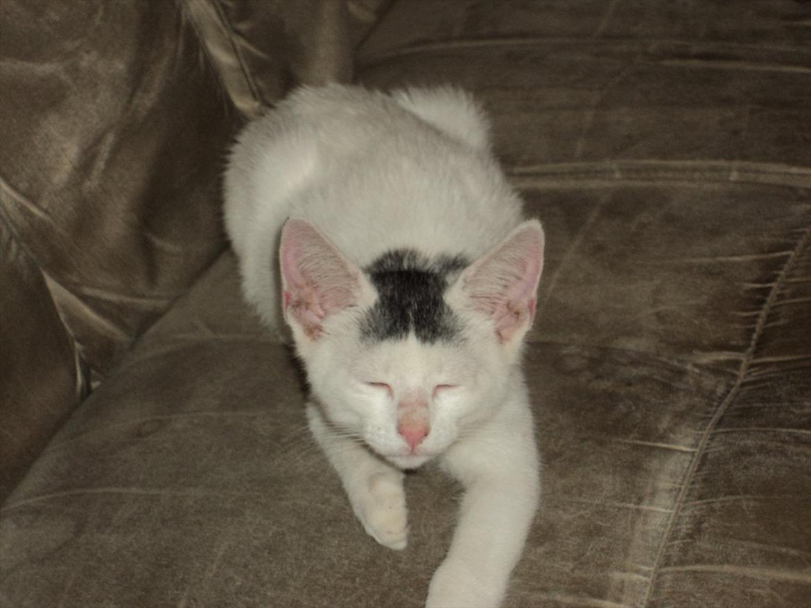 Blanding af racer Kato billede 7