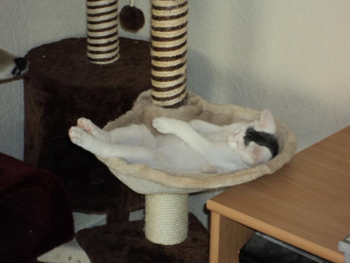 Blanding af racer Kato - ligger rigtig og daser :D billede 8