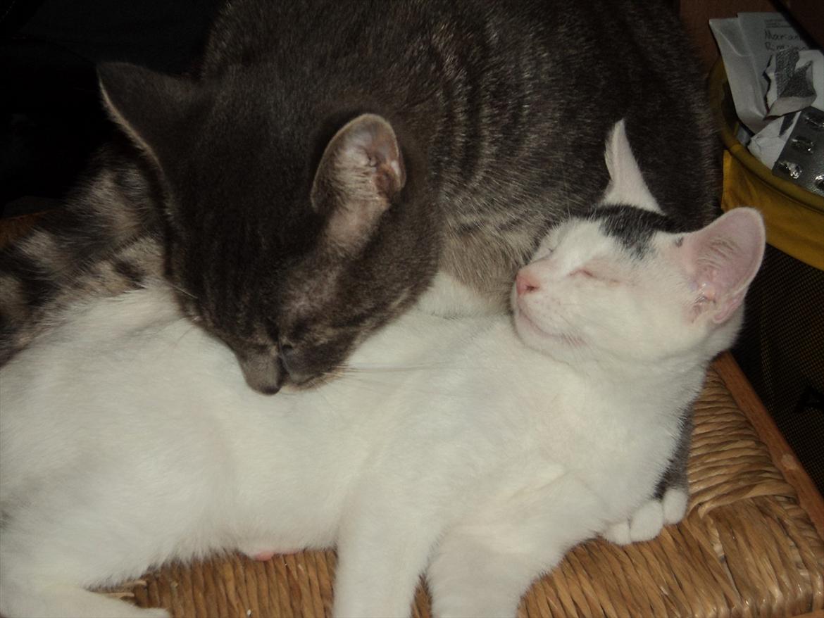 Blanding af racer Kato - elsker at blive gjort ren af storebror :) billede 9