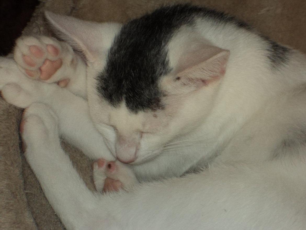 Blanding af racer Kato billede 10