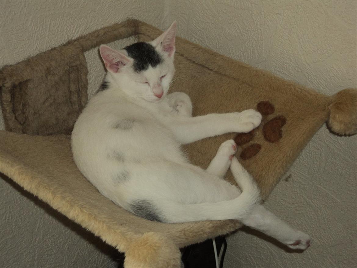 Blanding af racer Kato - igen ligger jeg og daser :D billede 11