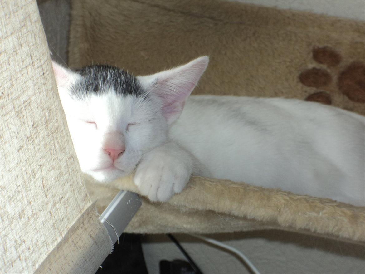 Blanding af racer Kato - Er jeg ikke dejlig?!?! :) billede 2