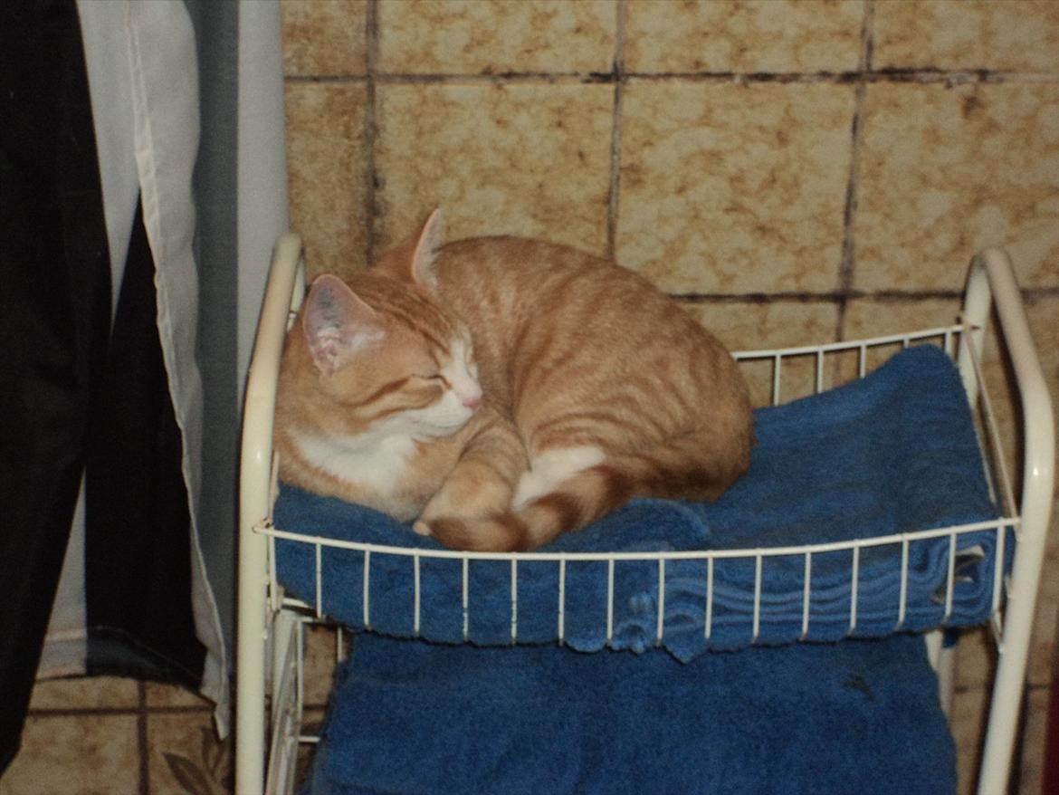 Huskat Garfield (Gaffe) R.I.P. - Hver gang der er åbent til toilettet, og jeg ikke lige leger med toiletrullen, så ligger jeg her :) billede 12