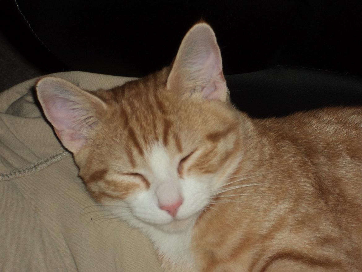 Huskat Garfield (Gaffe) R.I.P. - Ligger så godt og sover :) billede 2