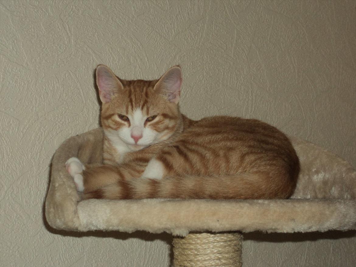 Huskat Garfield (Gaffe) R.I.P. billede 13