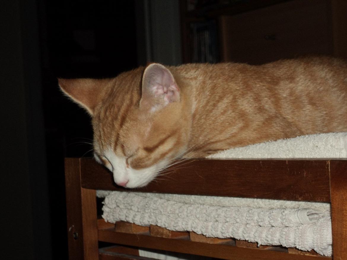 Huskat Garfield (Gaffe) R.I.P. - er blevet SÅÅÅÅÅ træt :D billede 14