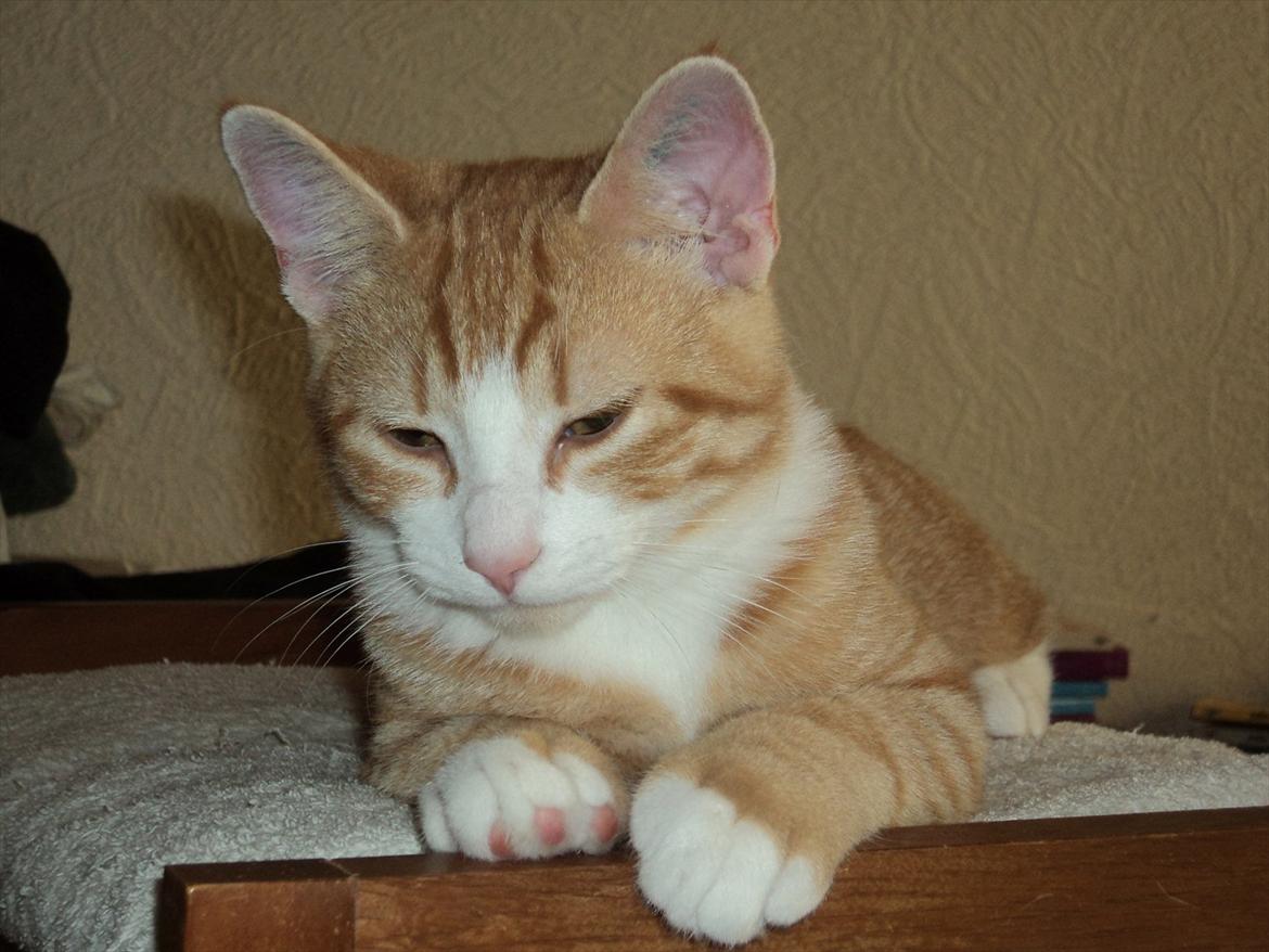 Huskat Garfield (Gaffe) R.I.P. billede 15