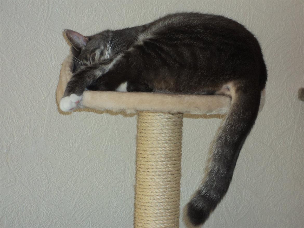 Huskat Zig Zag (Basse) - jeg er næsten for stor til at ligge her, meeen hvor der er vilje er der vej :) billede 16