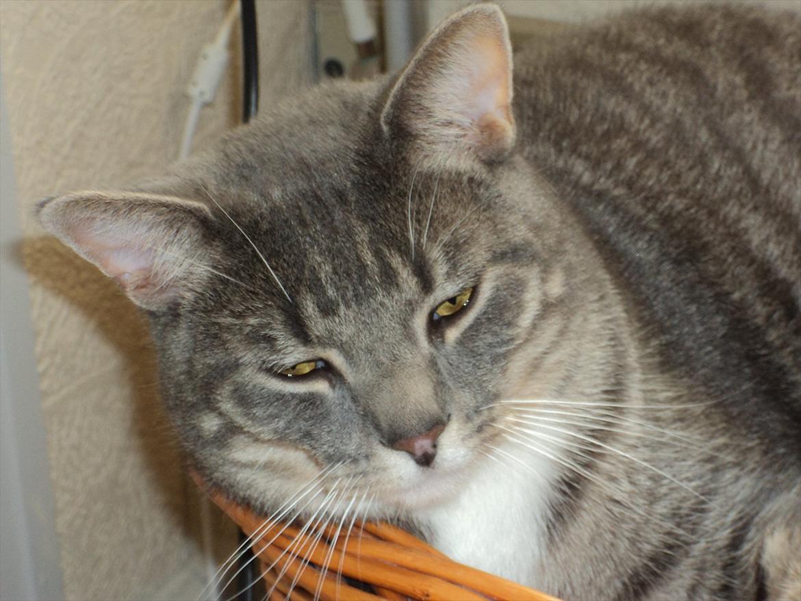 Huskat Zig Zag (Basse) - er lige vågnet, så er ret træt :) billede 2