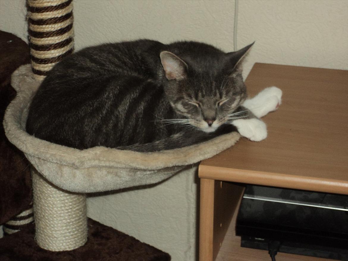 Huskat Zig Zag (Basse) - hvis jeg bare klemmer mig lidt sammen, kan jeg godt være her :D billede 17