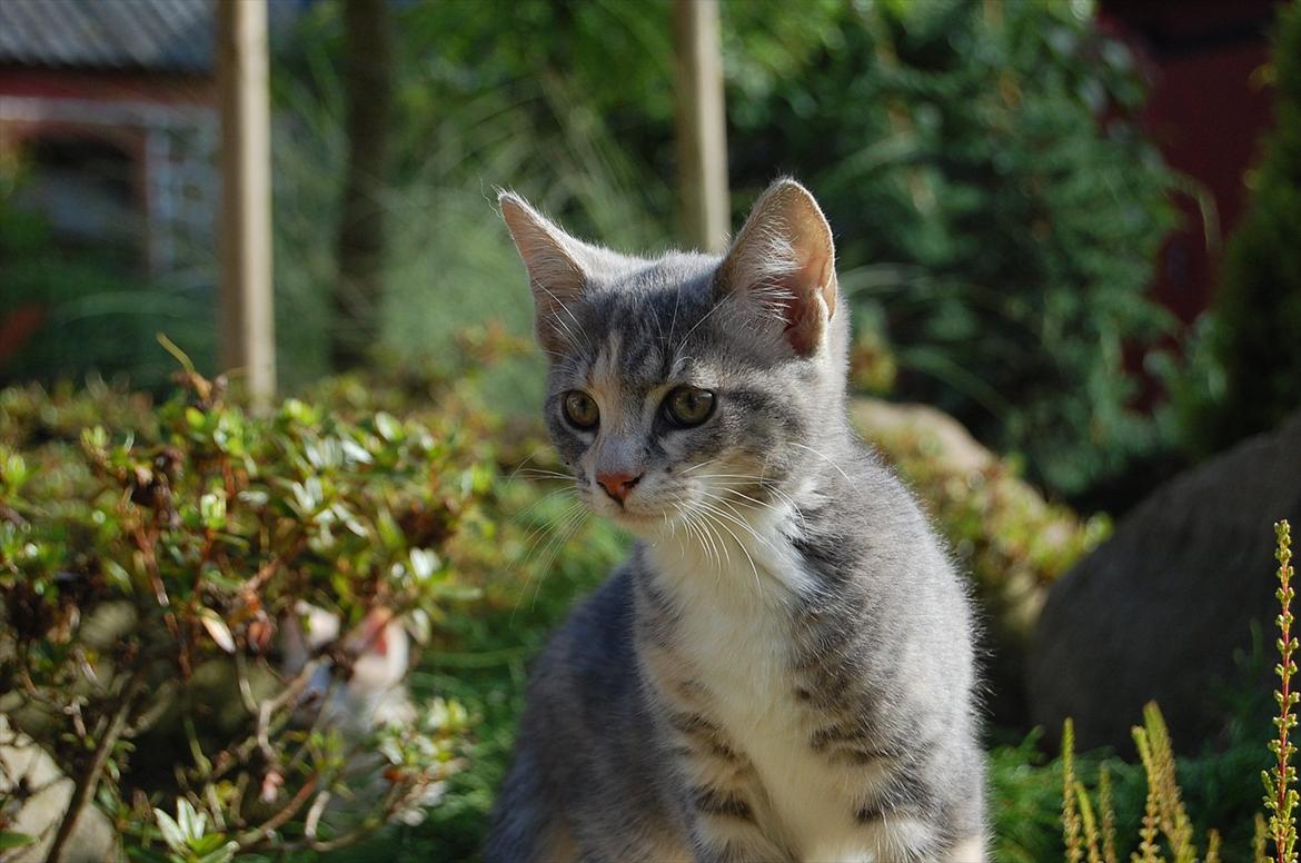 Huskat Elvira billede 1