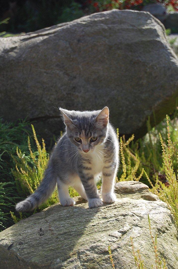 Huskat Elvira billede 2