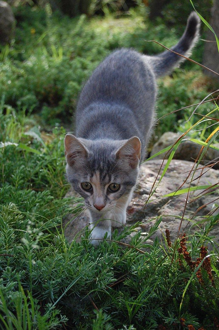 Huskat Elvira billede 3