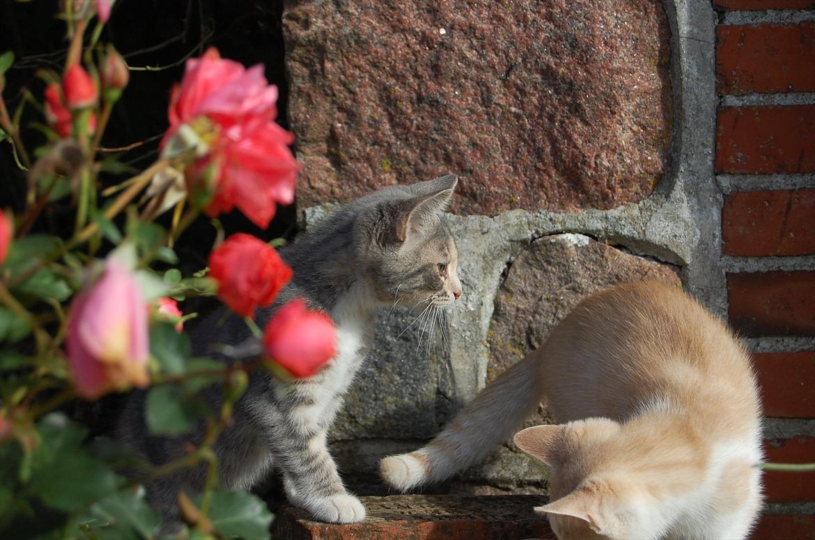 Huskat Elvira billede 4