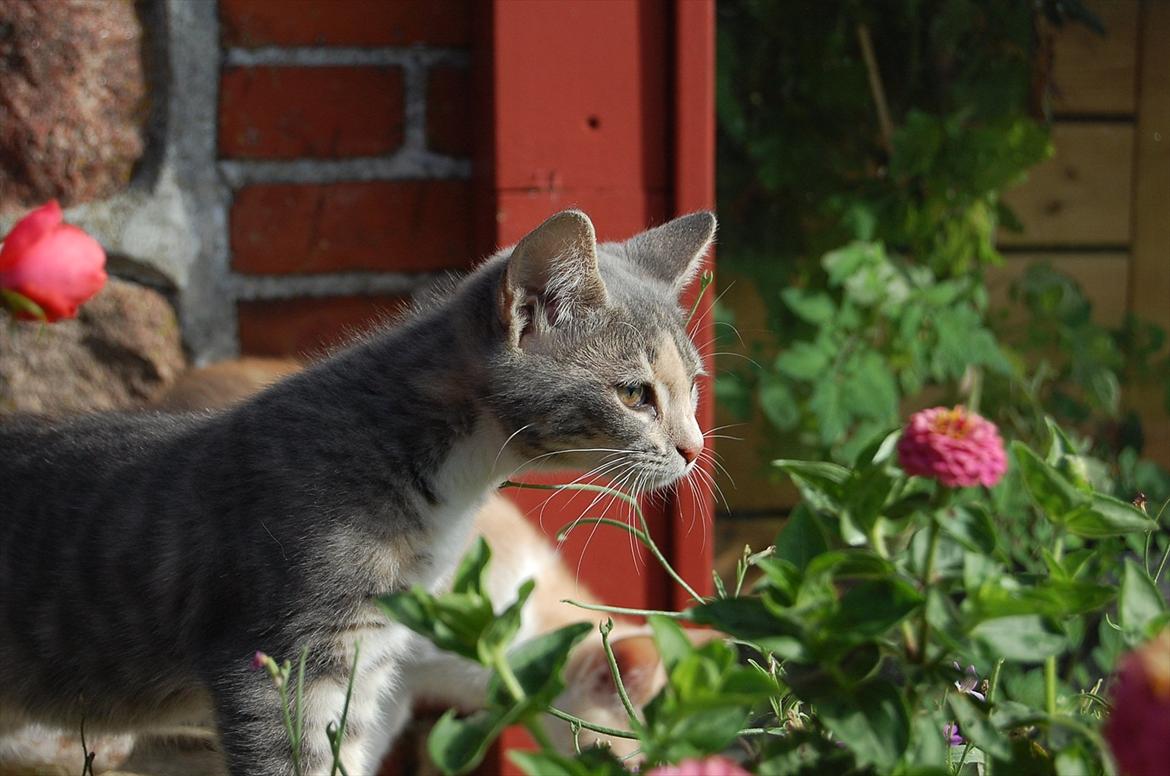 Huskat Elvira billede 5