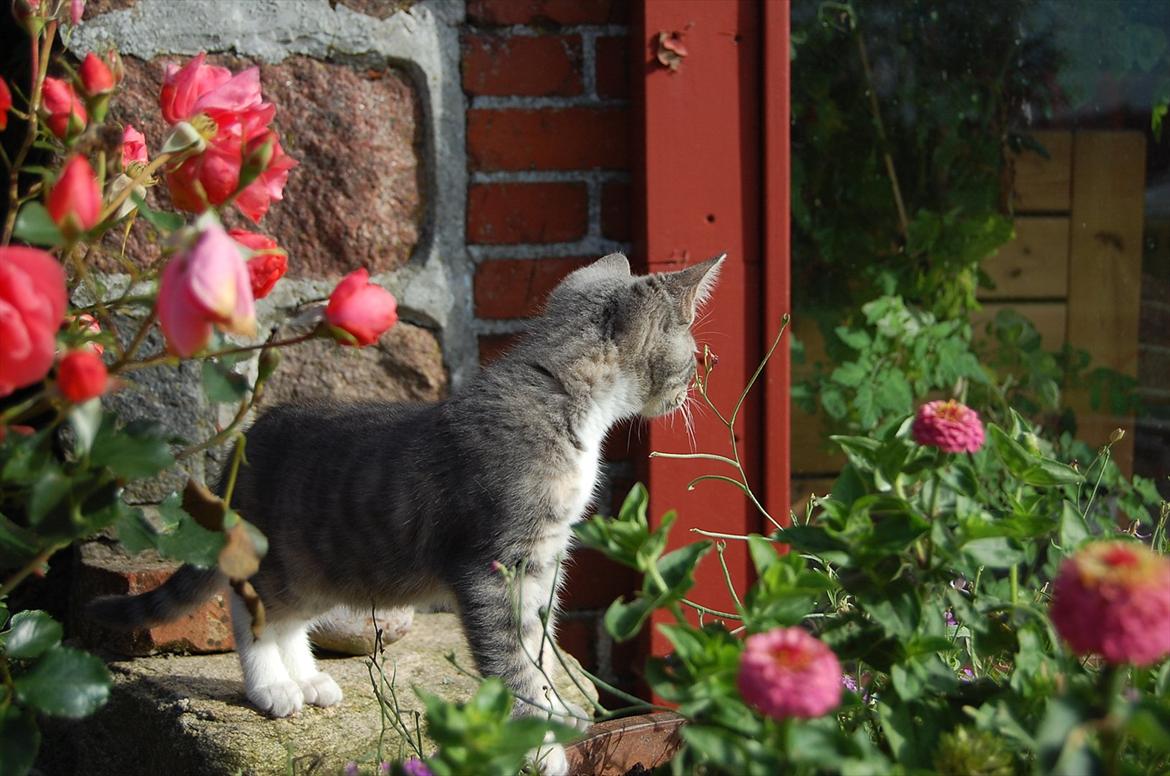 Huskat Elvira billede 6