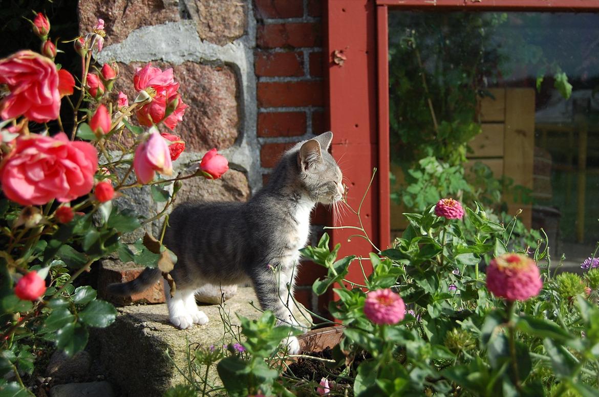 Huskat Elvira billede 7