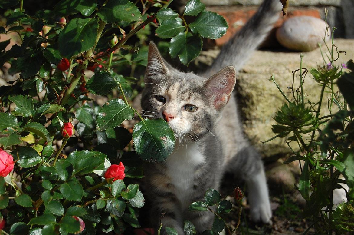 Huskat Elvira billede 8