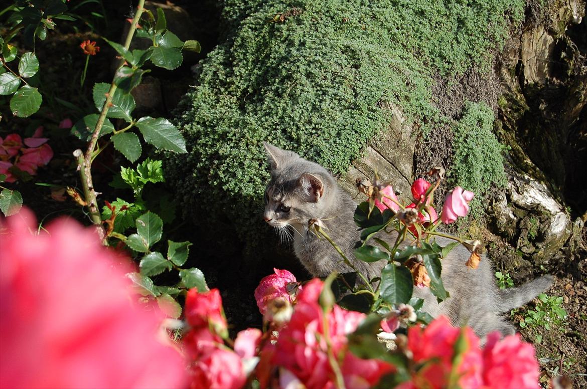 Huskat Elvira billede 9