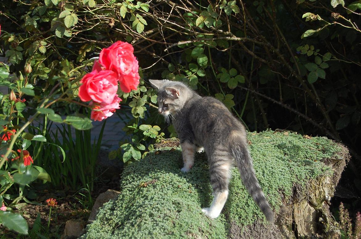 Huskat Elvira billede 10