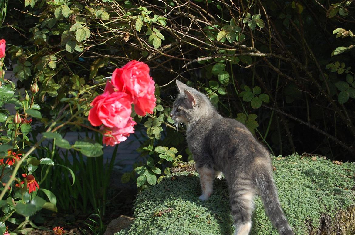 Huskat Elvira billede 11