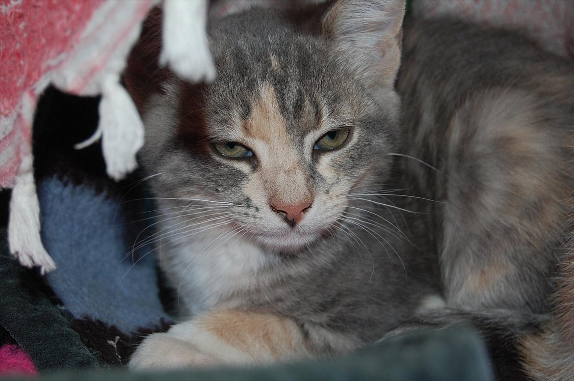 Huskat Elvira billede 12