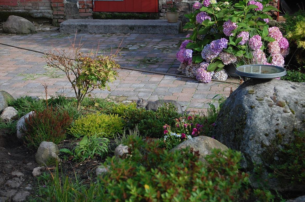 Huskat Elvira billede 13