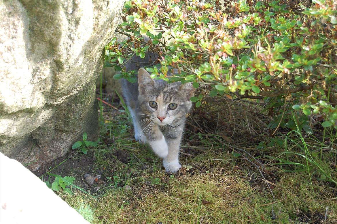 Huskat Elvira billede 14