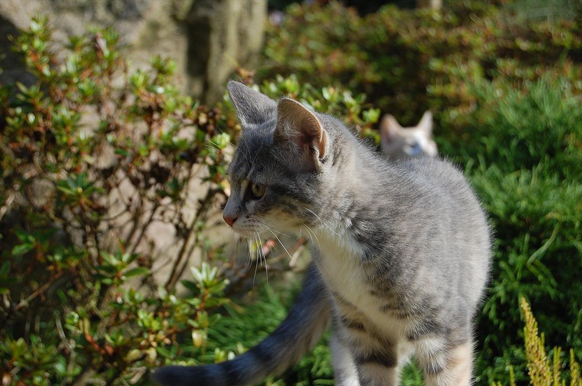 Huskat Elvira billede 15