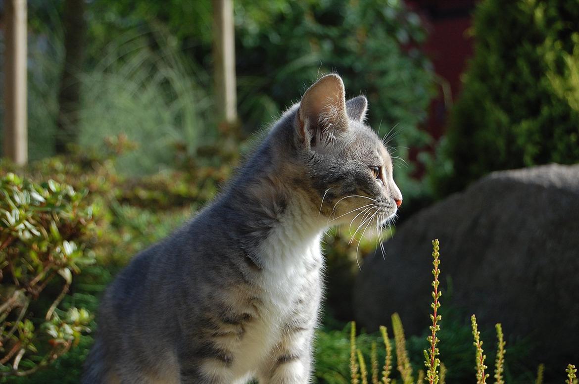 Huskat Elvira billede 16