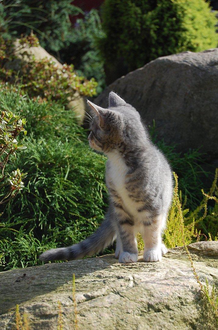 Huskat Elvira billede 17