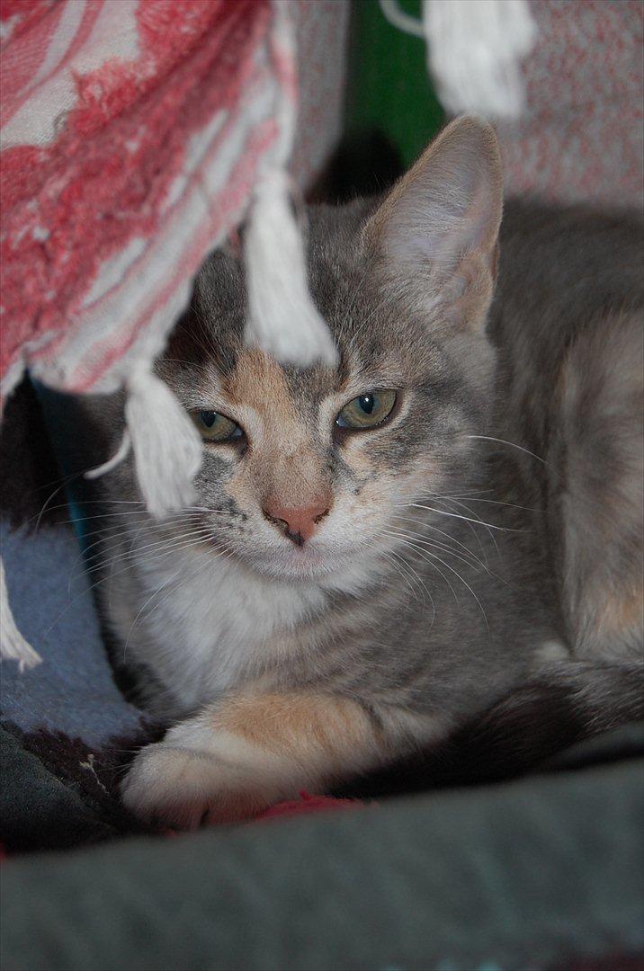 Huskat Elvira billede 18