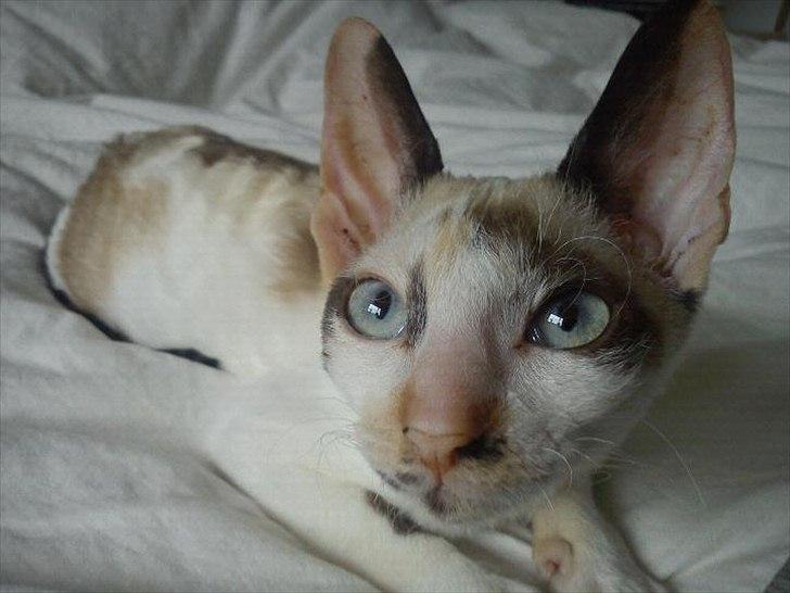 Cornish Rex Abby - Smukke øjne :) billede 1