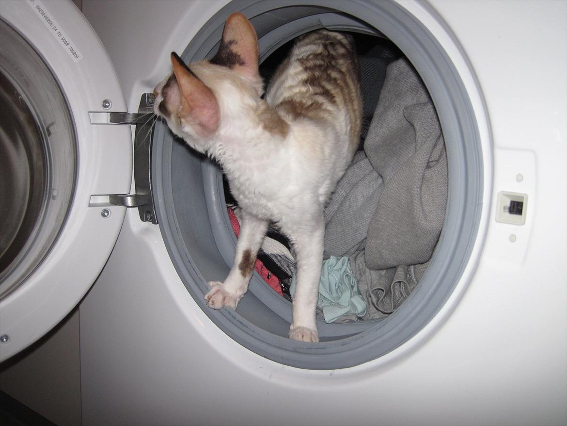 Cornish Rex Abby - Man skal lige tjekke inden man starter vaskemaskinen :) billede 2